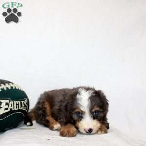 Luka, Mini Bernedoodle Puppy